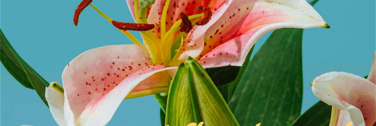 A special Thank You from an Osborn Scholarship winner
